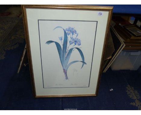 A large framed and mounted Redoute print of Iris Fimbriata, 22 3/4'' x 29 3/4''.