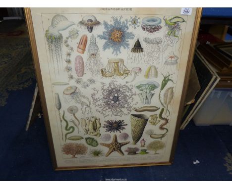 A large framed marine Print - 'Oceanographie' by Adolphe Millot, 23 1/2'' x 30''.