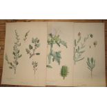 [BOTANICAL WATERCOLOURS] SAMANDARI (Ursula, ne NEWMAN) 20 watercolours on board, each 15 x 10.5