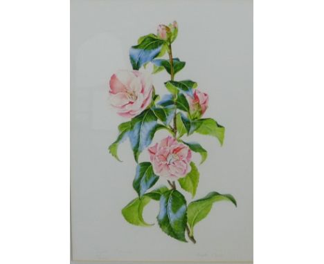 Magda Clarke "Camellia Japonica" Botanical Watercolour,  in a glazed frame, signed, 29 x 41cm 