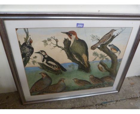 A hand coloured print of woodpeckers and other birds 19'' x 25'' 