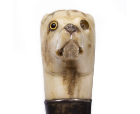 AN EARLY 20TH CENTURY HAWTHORN WALKING CANE with carved bone top in the form of a greyhound head, having a white metal collar