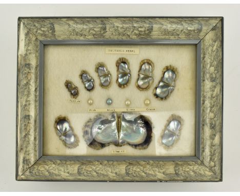 A vintage framed display presentation demonstrating the life cycle of a cultured pearl. The diorama depicting the pearl from 