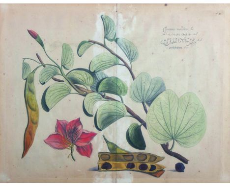 19th - 20th Century Continental School. 'Choyanna Mandara', Lithograph, 14.5" x 18.75", and three others by the same hand, fo