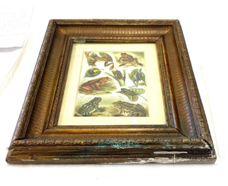 Antique hand coloured frog / toad print in gilt frame, natural history interest, approximate frame measurements: 