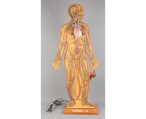 A vintage Circulation of Blood scientific teaching model by T Gerrard &amp; Co. Height 87cm Together with a large booklet "Dr