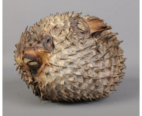 A taxidermy study of a porcupine puffer fish. 22cm long.  