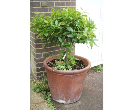 A large circular earthenware garden planter, diameter 66cm, height 54cm, with bay tree
