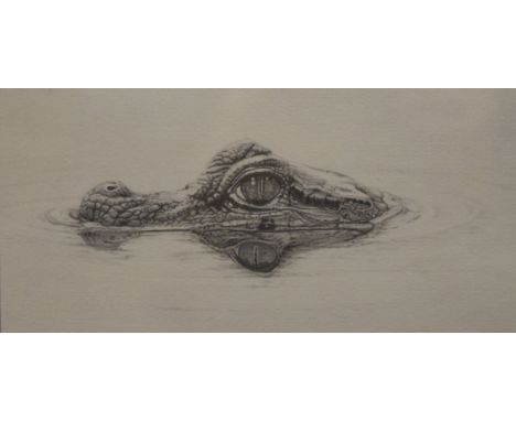 GARY HODGES, Young Caiman, limited edition print, numbered 623/800, signed, framed and glazed. 23 x 15.5 cm.