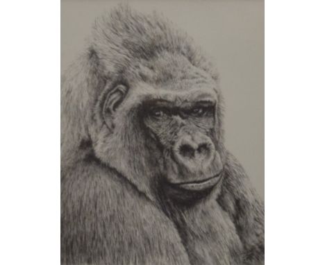 A print of a Silver Back Gorilla, framed and glazed. 12.5 x 16.5 cm.
