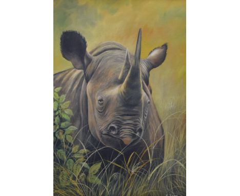 K JONS, Rhino, oil on board, signed, framed. 49.5 x 72 cm.