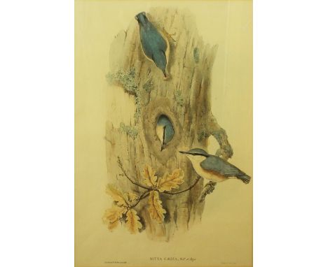 John Gould and H C Richter - Collection of nine coloured lithographs of ornithological subjects including Anthus Spinoletta, 