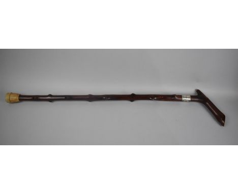 A Silver Mounted Thorn Wood Walking Stick, Hallmarked Birmingham 1901 by A and J Zimmerman 