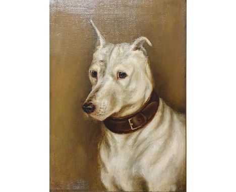 English school, early 20th century, portrait of a dog, oil canvas, 34 x 24 cm 