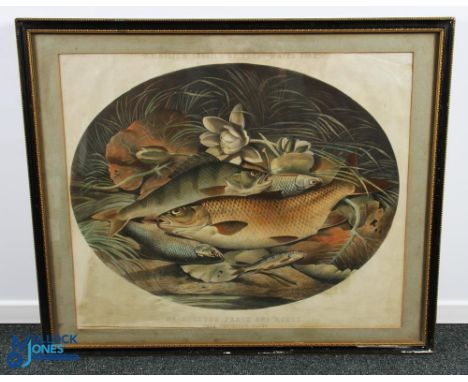 H L Rolfes Studies of Fresh Water Fish. No.5 Chubb, Perch, and Roach, from the river Colne, a H O'Neil coloured lithograph fr