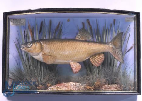 Cased Fish - Homer of Forrest Gate - Chub in bow front case with gold gilt edging, in natural reed and gravel setting, measur
