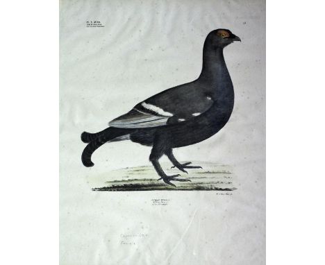AFTER GEORG AUGUST GOLDFUSS (1782-1848) SIX PLATES FROM `NATURALIST ATLAS` (pls. 13, 62, 75, 126, 137, 150) comprising Vultur