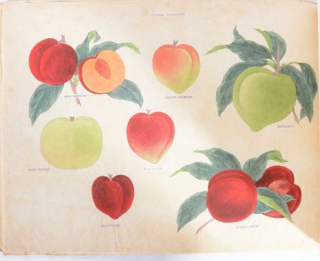 Four Japanese trade catalogues for The Yokohama Nursery Co., Ltd., Japan: Paeonia Moutan, A Collection of 50 Choice Varieties