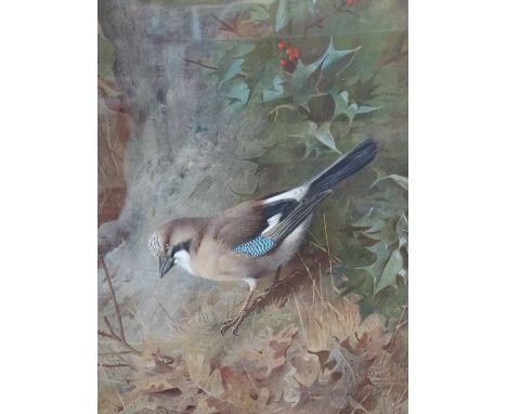 Archibald Thorburn, coloured print, bird study, signed in pencil with artist's Studio stamp bottom left 