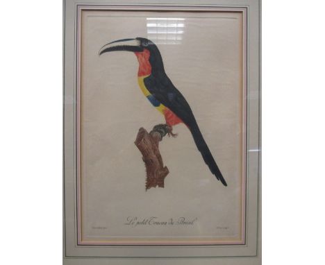 Barrabant after Peree, Le Petit Toucan du Bresill, and Le Toucan a Gorge Jaune, coloured engravings; nine various coloured bi
