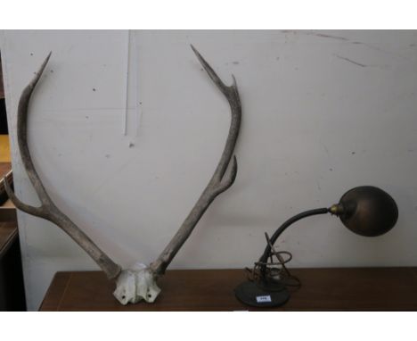 A copper shade adjustable desk lamp and a set of antlers (2) Condition Report: Available upon request