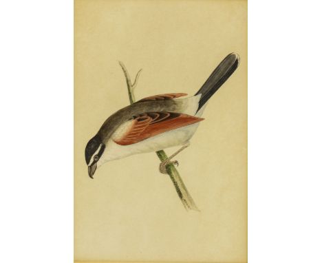 A COLLECTION OF LATE 19TH CENTURY BOTANICAL AND ORNITHOLOGICAL PRINTS AND ENGRAVINGS unsigned (10)