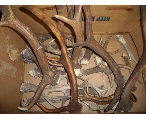 Box containing a large selection of various assorted deer antler suitable for stick making