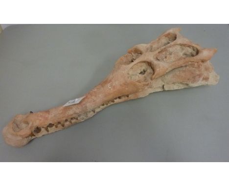 Fossilized Crocodile / Alligator skull L68cm  Condition Report Click here for further images, condition, auction times & deli