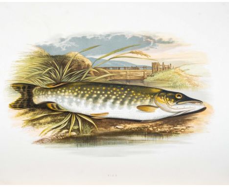 Natural History/Angling/Sporting interest: 'British Freshwater Fishes', Rev. W. Houghton, first edition, London: William Mack