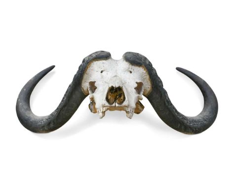 African Cape Buffalo (Syncerus caffer), a large set of adult bull Cape Buffalo horns on cut upper skullwidest span 103cm