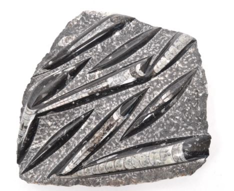 Natural History interest - A large polished Orthoceras fossil slab / plaque. Measuring approximately 24cm x 25cm.&nbsp;