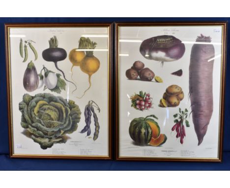 A set of four framed coloured facsimile lithographs from Andrieux Vilmorin?s ?Le Jardin Potages? c.1986, each 24ó x 18óin. (6