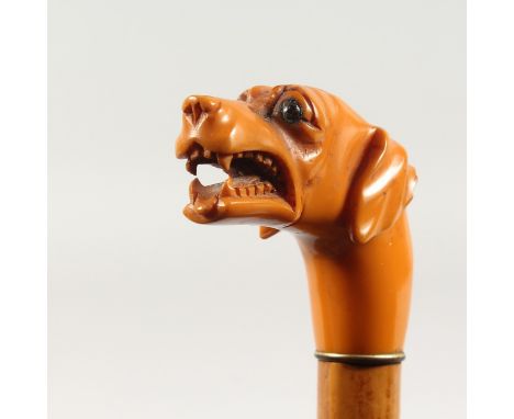 A GOOD 19TH CENTURY WALKING STICK with carved AMBER DOG'S HEAD HANDLE, snarling. 2ft 11ins long.
