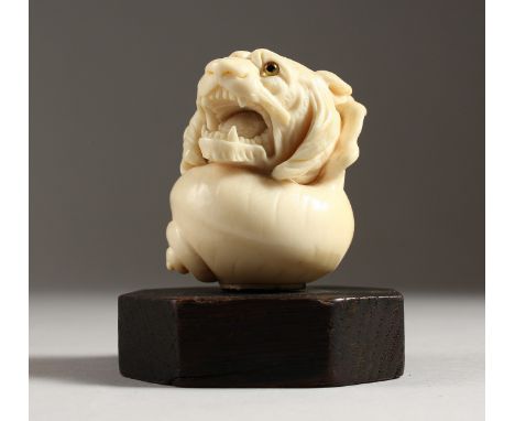 A 19TH CENTURY EUROPEAN CARVED IVORY LION ON A CONCH SHELL WALKING STICK HANDLE, with glass eyes, mounted on a wooden base. 6