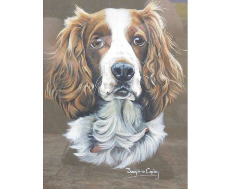 Josephine Copley (20thC). Springer Spaniel portrait, gouache, signed, 40cm x 28cm, two plaques Iris and Poppies, mirror and f