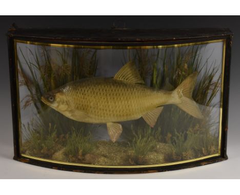 Taxidermy - a rudd, preserved by J Cooper & Sons, 28 Radnor Street, St Luke's, London, labelled, naturalistically mounted, gl