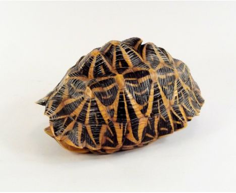 ANGLO-INDIAN CADDY. An early 20th century Anglo-Indian 'star tortoise' shell caddy. The interior inlaid with an ebony elephan