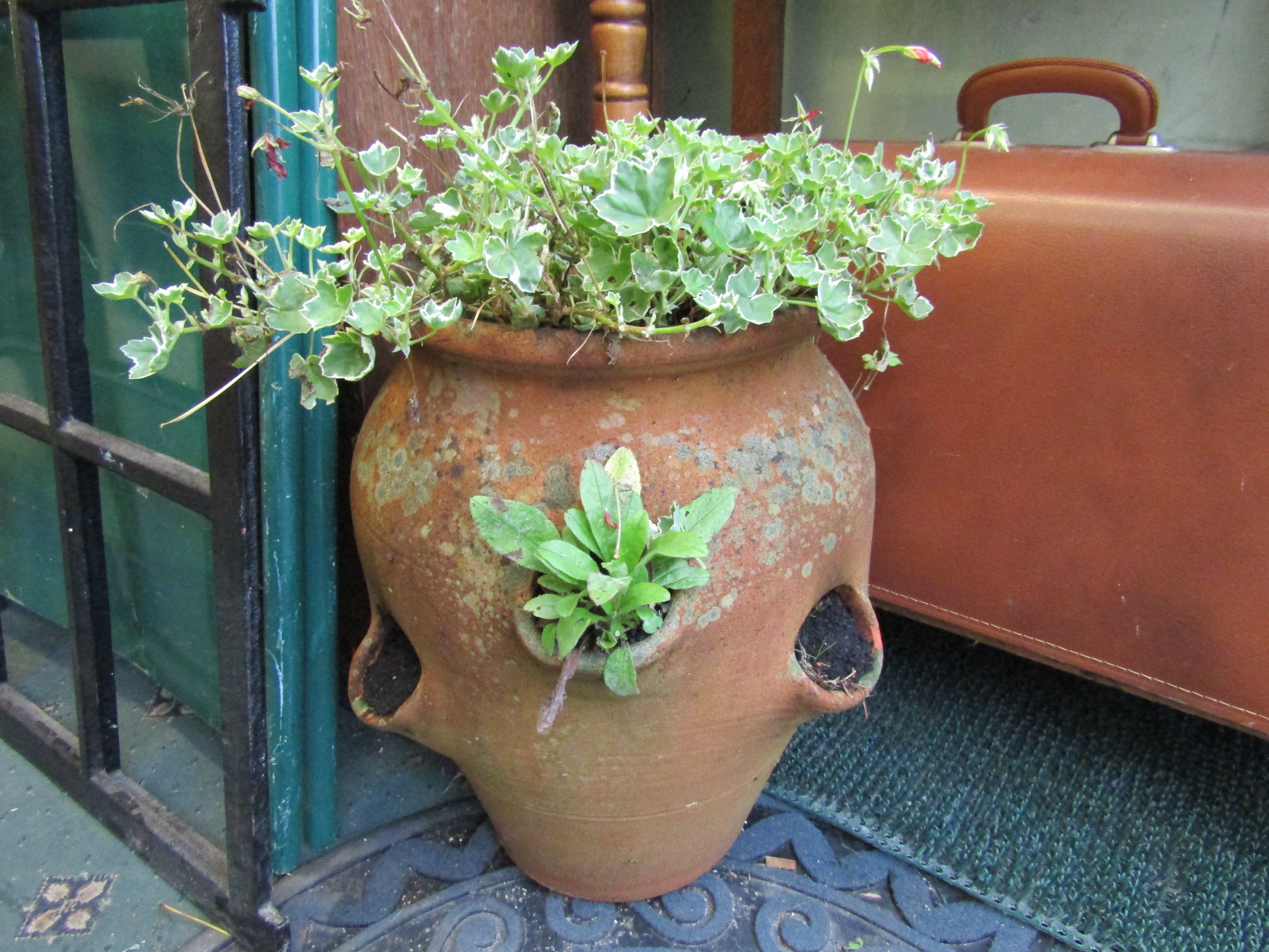 Terracotta strawberry planter