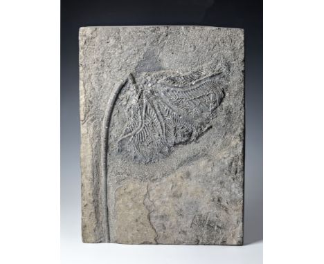 Fossil - A Crinoid (Sea Lily) plaque, probably Germany, Jurassic period, a finely detailed specimen, 17¼ x 13in. (43.75 x 33c