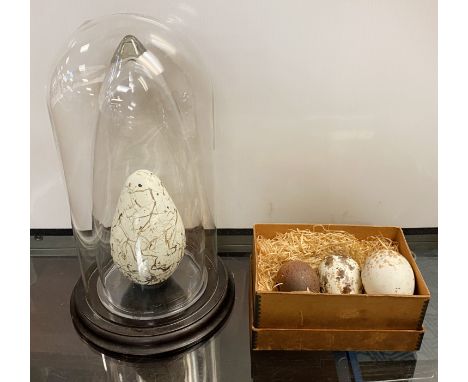 REPLICA EXTINCT GREAT AUK EGG INSIDE GLASS DOME, 28CMS APPROX PLUS CERAMIC OSPREY, BUZZARD &amp; PEREGRINE EGGS 