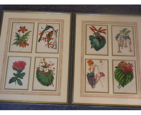 A pair of framed and glazed 19th century hand-coloured botanical engravings each frame with four different specimens, each en