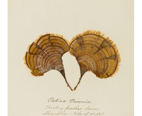 Seaweed.- Dyke-Doore (G.E., collector and arranger) Album of Seaweed specimens, with 27 mounted specimens between 1 and 7 per