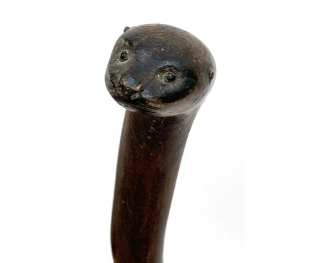 A short elm stick the knop carved as an otters mask, 67cmL 