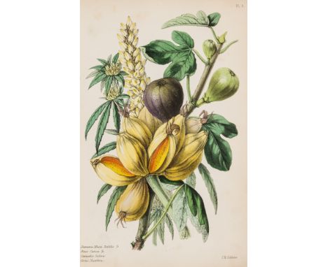 Botany.- Thornton (Robert John) A Family Herbal: or Familiar Account of the Medical Properties of British and Foreign Plants,