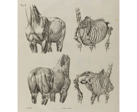 Ponzi (Giuseppe) Anatomia Artistica del Cavallo, 9 lithographed plates with multiple images by G.F.Ferrero, 2 etched plates o