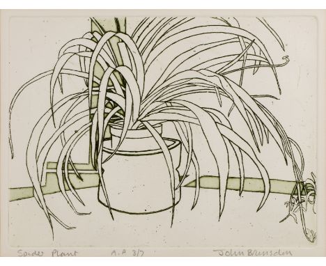 John Brunsdon (1933-2014)Spider plants, etching in colours, signed in pencil to the margin, titled and numbered 3/7, 22.5 x 3
