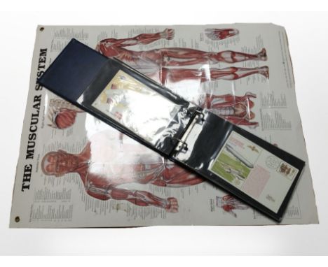 An album of first day covers together with a medical poster of the muscular system 