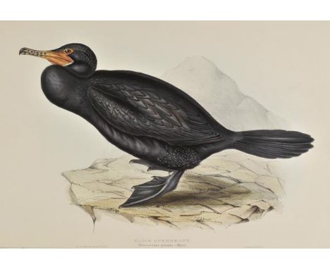 *Gould (J. & E.). Black Cormorant, Shag or Green Cormorant, Little Cormorant, Fulmar Petrol, Bulwer's Petrel, Fork-Tailed Sto