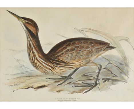 *Lear (Edward). Freckled Bittern, originally published in 'The Birds of Europe', [1832 - 1837], lithograph with contemporary 