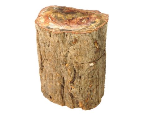 *Fossil Tree Trunk. This specimen has been left natural to reveal the fossil bark structure, it is from the Triassic of Madag